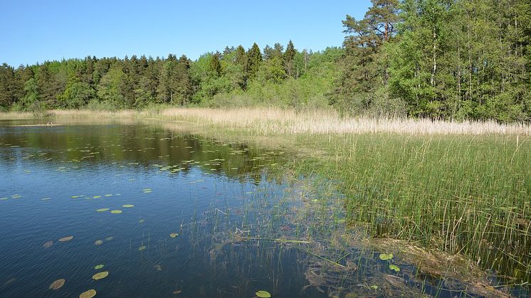 Strand i blågröna stråket