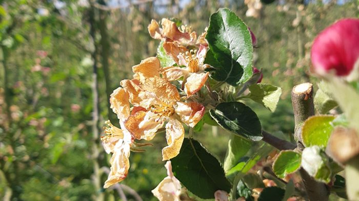 Frostskadad äppelblomma