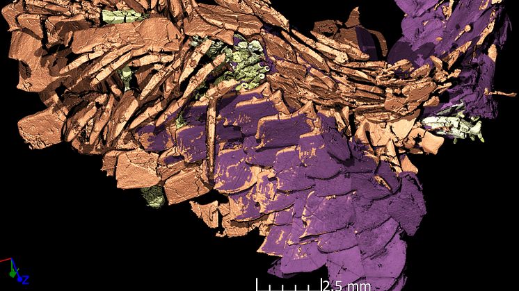 Fish scales and fin rays. Picture: Uppsala University