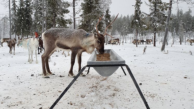 Utfodring av renar i hägn. Foto: Heidi Rautiainen