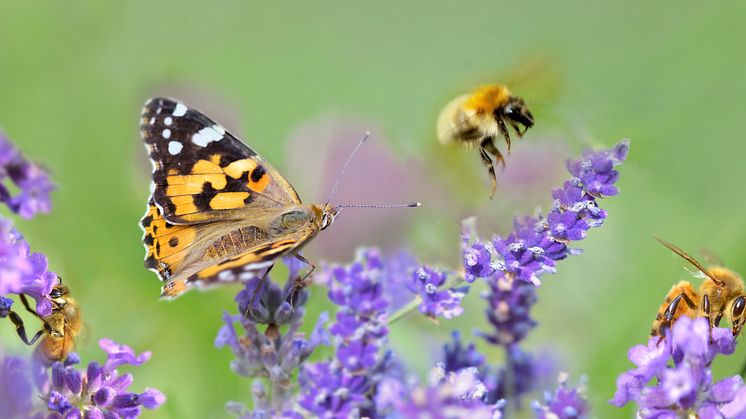 Naturkompaniet delar ut rekordbonus till naturen