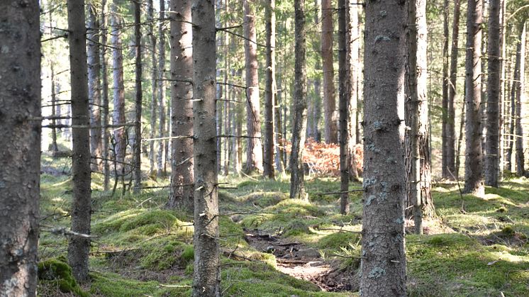 Pressinbjudan Staten klarar inte den egna naturvården 