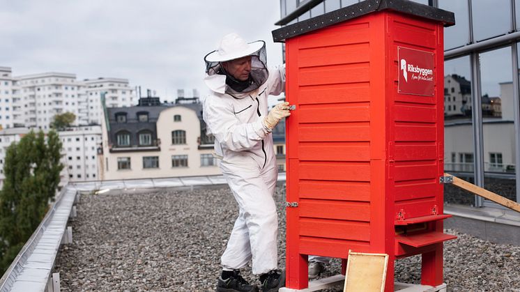 Hyr en bikupa - nyhet bland Riksbyggens enkla miljöidéer