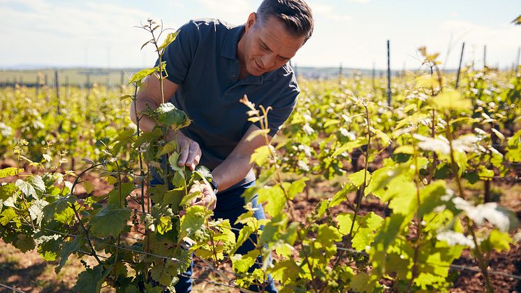 Nytt datum för webblanseringen av Weingut Wittmanns uppskattade GG-viner, årgång 2022 är den 25 april.