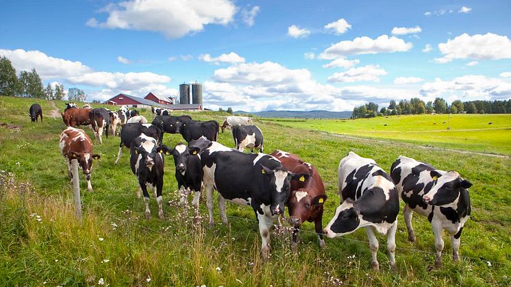 Cyberangreppet är ett direkt hot mot våra norrländska mjölkbönder: Det har aldrig varit viktigare att välja norrländskt
