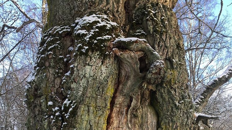 Gamla håliga träd myllrar ofta av liv. Insekter, fåglar, mossor och lavar trivs på eller kring dessa gamla bjässar. Foto: Anders Bergström