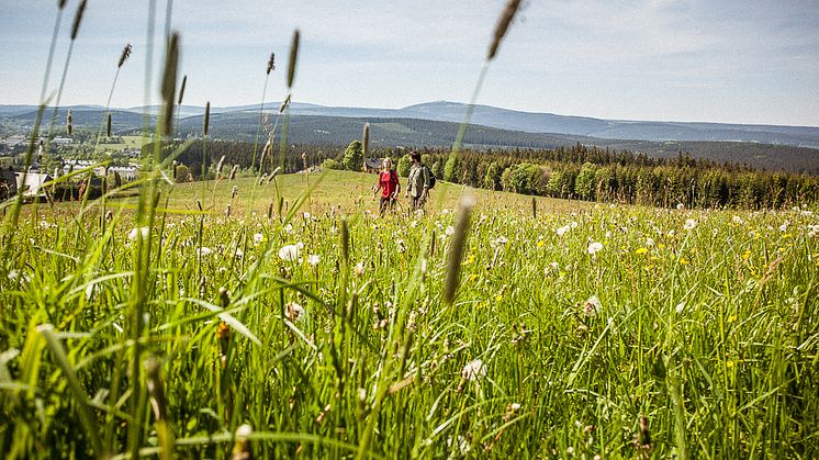 Wandern auf dem Kammweg Erzgebirge-Vogtland (Foto: TVE/René Gaens)