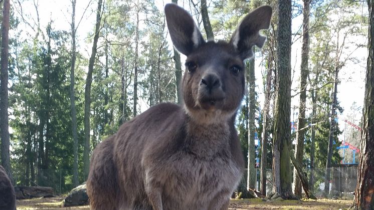 Känguruungar födda i Furuvik! 