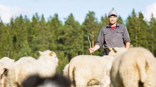 21 procent av den totala slakten av får och lamm kom från ekologiskt hållna djur 2019. Foto: Skandinavian Photo