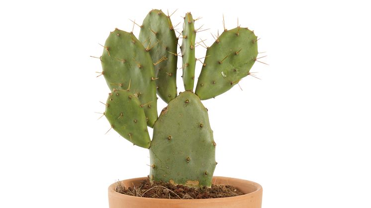 Kaktus Opuntia_vulgaris