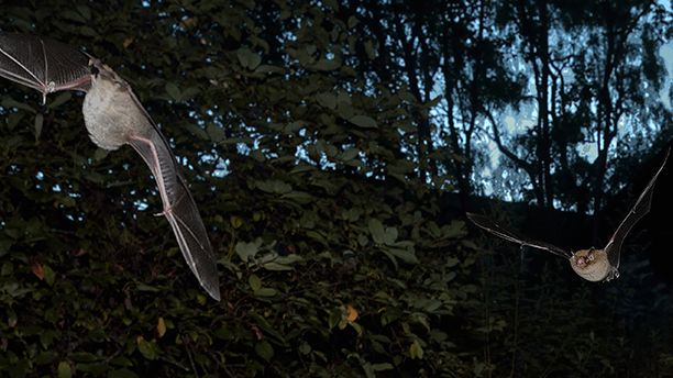 Fladdermöss (här vattenfladdermus) hör till de många hemlighetsfulla och nattaktiva djur vars diet forskarna nu kan fastställa med hjälp av DNA-baserade metoder. Collage av flera bilder tagna av fotografen Risto Lindstedt.