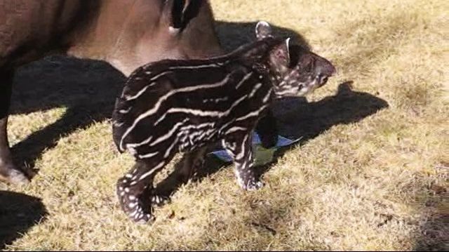 Tapirunge föddes framför förvånade djurparksbesökare
