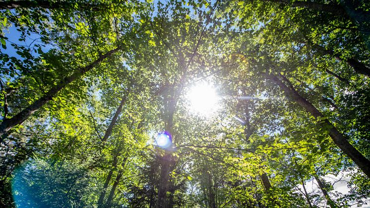 JYSK podejmuje ostateczne decyzje, 100% ekologicznie pozyskanego drewna🌳