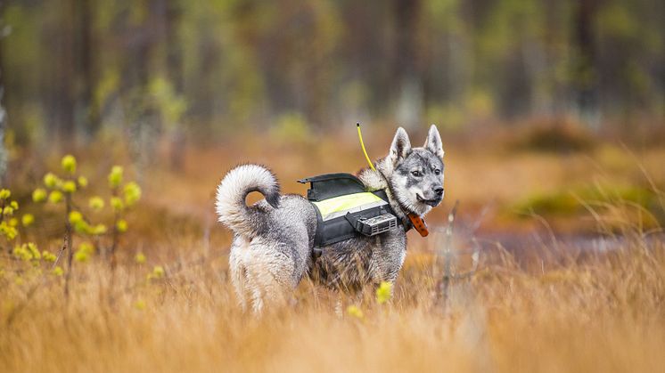 Användningen av löshund är ett direkt måste för den svenska jaktkulturen