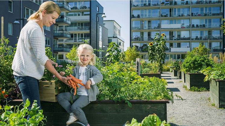 Blomstrande BRF-gårdar bidrar till ökad biologisk mångfald