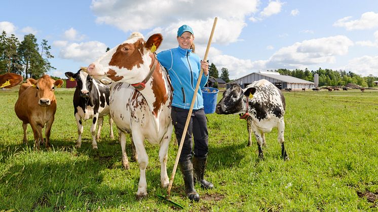 Arla toteutti laajan biodiversiteettiselvityksen maitotiloilla – laiduntaminen osoittautui superteoksi luonnon monimuotoisuudelle