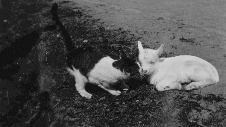 Flora och fauna på Arkivens dag i Kristianstad