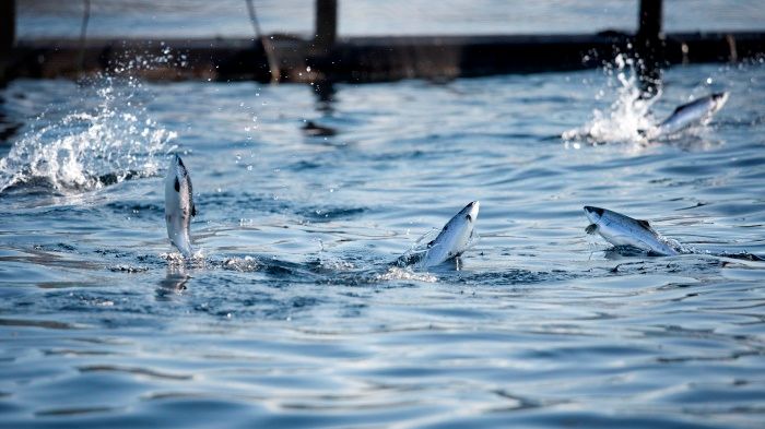 The potential for farming of low-trophic species, including seaweed and kelp, is great, and species such as salmon will be an important vector for transforming novel sea protein via feed to nutritious and delicious food.