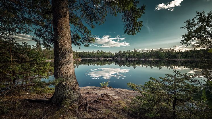 Vinnarbilden, tagen vid sjön Djupevatten, Lilla Edet. Foto: Piotr Korytowski / Vi-skogen