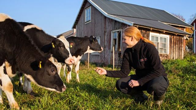 Antalet företag som bedriver djurproduktion med lantbruksdjur har generellt minskat mellan juni 2018 och juni 2019. Antalet företag med mjölkkor är mer än 200 st färre 2019 än 2018 och ca 2 400 färre än 2010. Foto: Daniel Silfver