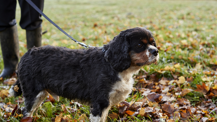 Nu ska hunden hållas kopplad 