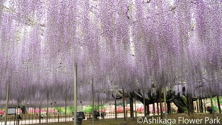 Cherry Blossoms, Wisteria, and Other Springtime Flower-Viewing Information  Around Tokyo: This Will Tempt Visitors to Snap Photos