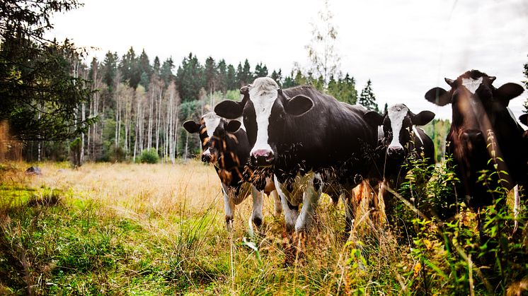 Livsmedelsbranschen ser över antibiotikakriterierna – den lista med krav som inköpare kan ställa på leverantörer vad gäller antibiotikaanvändning och djurvälvärd.  (Foto: iStock.com/_lkpgfoto)