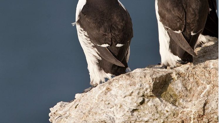 Sillgrisslor illustrerar konflikter mellan miljömålen för Östersjön. Foto Aron Hejdström