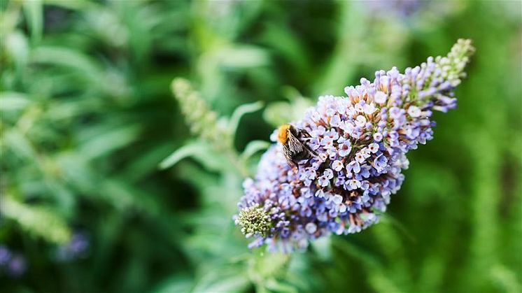 Pölyttäjät huolehtivat biologisesta monimuotoisuudesta pölyttämällä kasveja. Kuva: Plantagen.