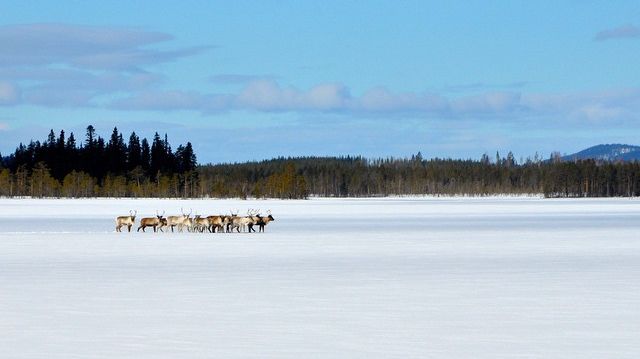 Gold of Laplands nyhetsbrev 4 januari 2016