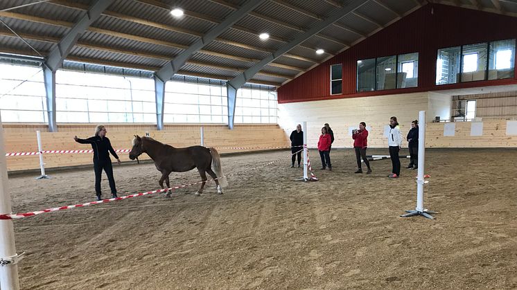 H.A.L.T. - Ledarskapsträning med hästen som coach - Lyngås Gård, Onsala (H.A.L.T Horse Assisted Leadership Training®. )