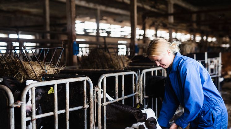 Värdet av animalieproduktionen uppskattas öka med 6,7 miljarder kronor, där mjölkproduktionen står för 3,8 miljarder av ökningen. Foto: Anna Johnsson, Scandinav.
