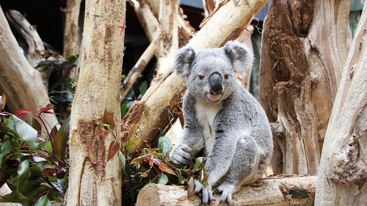 Koala-Haus mit Oobi-Ooobi 