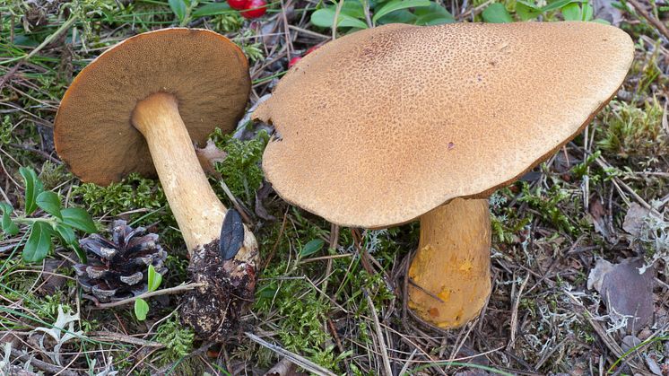 Sandsopp är en populär matsvamp och ett exempel på en vanlig mykorrhizasvamp som återetablerades i ny skog på hyggen som avverkats och med tiden blev lika vanlig som i gamla skogar. Foto: Michael Krikorev