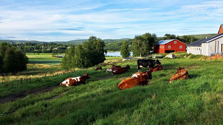 Norrmejerier och Agronod i samarbete för att nå ambitiösa klimatmål