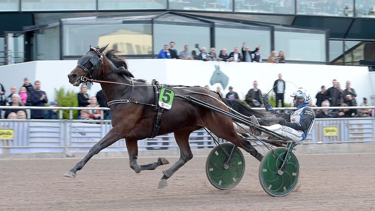 Brother Bill är häst nummer tolv att få en rosa biljett. Foto: TR Bild