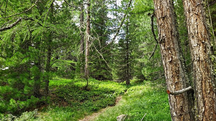 Blandad kompott från Skogsutredningen - Stärkt äganderätt, flexibla skyddsformer och naturvård i skogen?