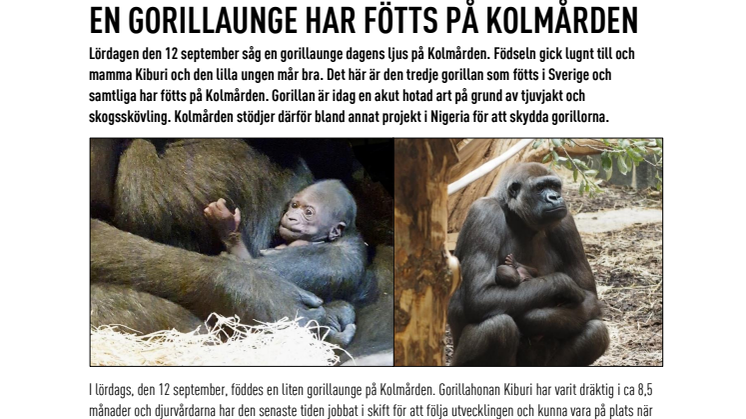 En gorillaunge har fötts på Kolmården