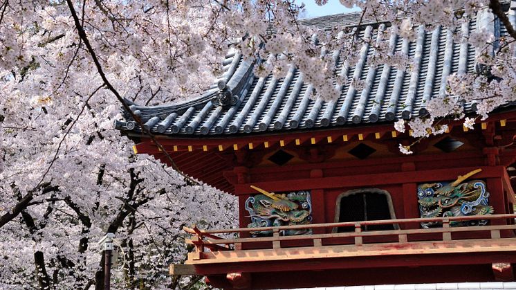 Make Many Cute Memories of your Trip Visit Koedo-Kawagoe in Spring to Enjoy the Cherry Blossom Festival and Sweet Potatoes