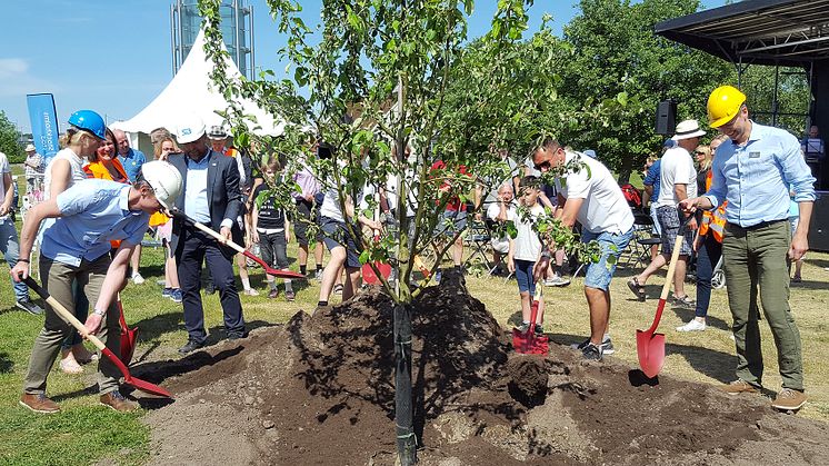 Ett minnesträd planterades under ceremonin för det första spadtaget. Det finns kvar i den nya parken som blir 30 hektar till ytan, lika stor som Skansen.    Foto: SKB