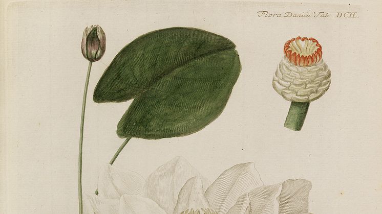 G.C. Oeder: Flora Danica. København 1761–1883. Komplet med 3240 originale håndkolorerede plancher. Vurdering: 300.000-400.000 kr. 