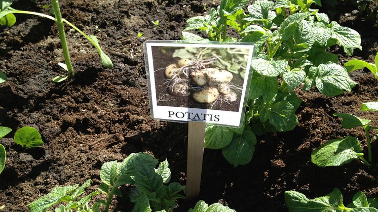 Odla staden - potatis