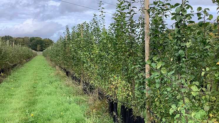 Några av de tusen fröplantor som är nya korsningar av dessertäpplen och cideräpplen. Foto: Kimmo Rumpunen, SLU