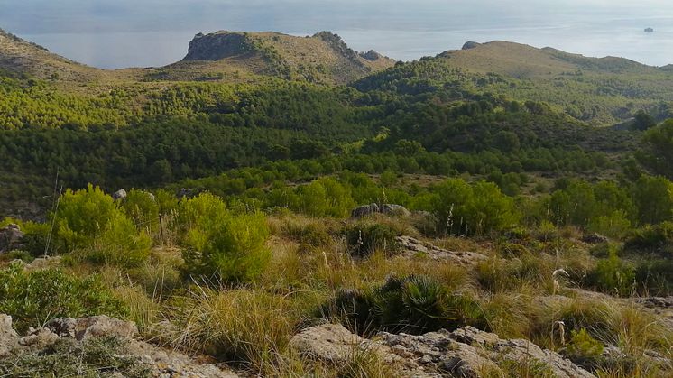 TUI Forest Mallorca_landscape