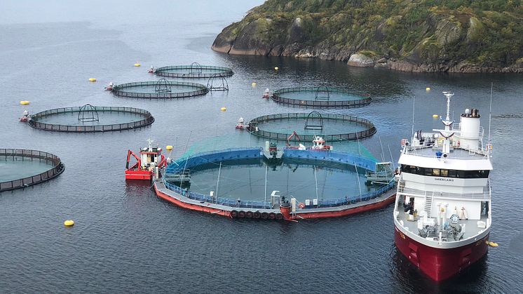 Første utsett av smolt i den nye lukka merden til Cermaq i Horsvågen