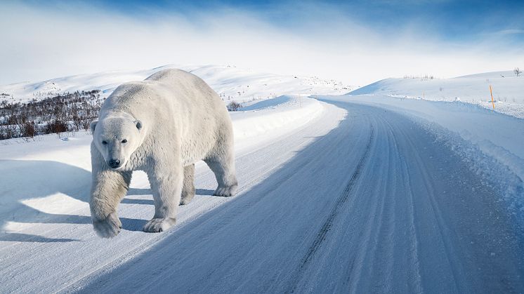 Polarbjörn på vandring till Vincents i Varberg