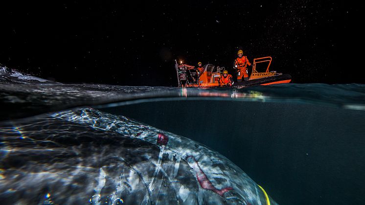 Hunpack whale attached in internet cable - Audun Rikardsen