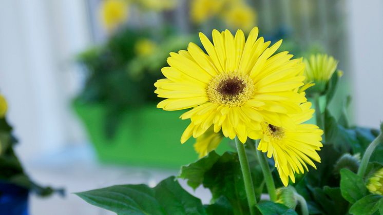 Blomsterfrämjandet dukar till fest!