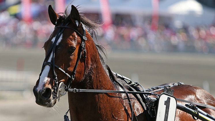 Disco Volante är klar för Elitloppet på Solvalla. Foto: TR Bild