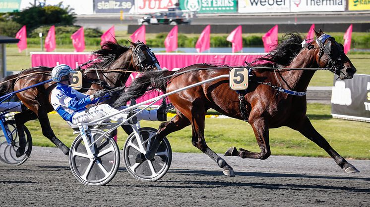 Cokstile, Elitloppssegraren från 2020, är klar för Elitloppet 2022 efter seger i Finlandia Ajo. Foto: TR Bild